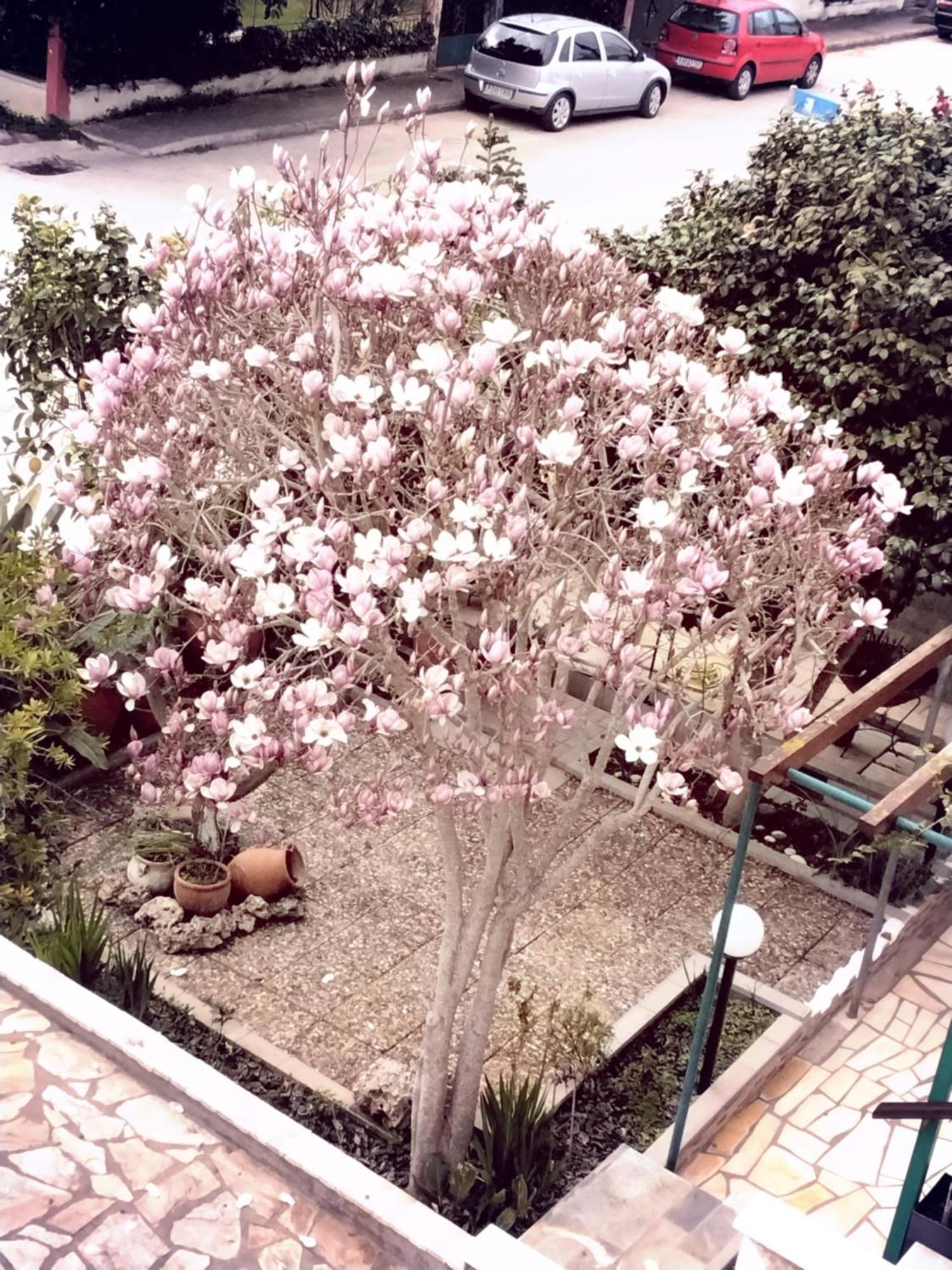 Αlexandras House Daire Preveze Dış mekan fotoğraf